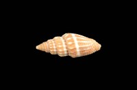 藏品(蛹筆螺)的圖片